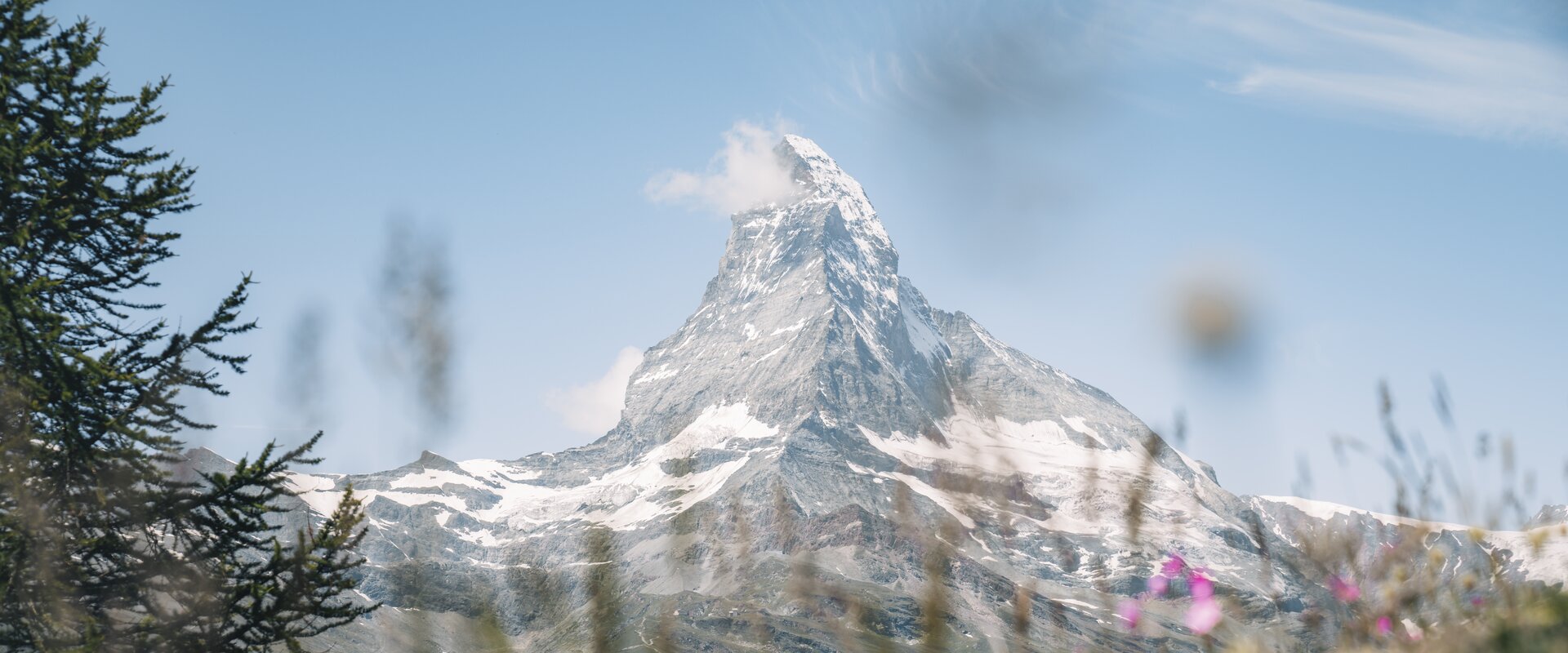Zermatter Flora vor dem Matterhorn  | © Zermatt Bergbahnen 
