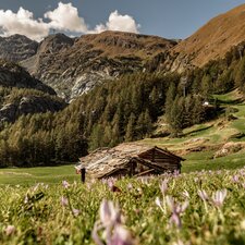 Des gîtes ruraux valaisans typiques dans une prairie verdoyante. En arrière-plan, on peut voir le Matterhorn Express.  | © Christian Pfammatter