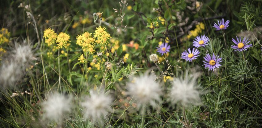Diversité florale 