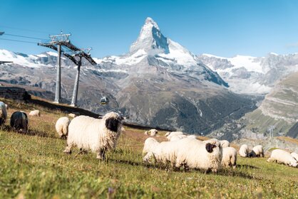 A flock of black-nosed sheep graze on Blauherd and the Matterhorn shines behind them.  | © Basic Home Production