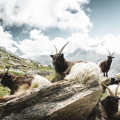 Eine Herde von Ziegen ruht sich auf Steinen in der Zermatter Bergwelt aus.  | © Marco Schnyder